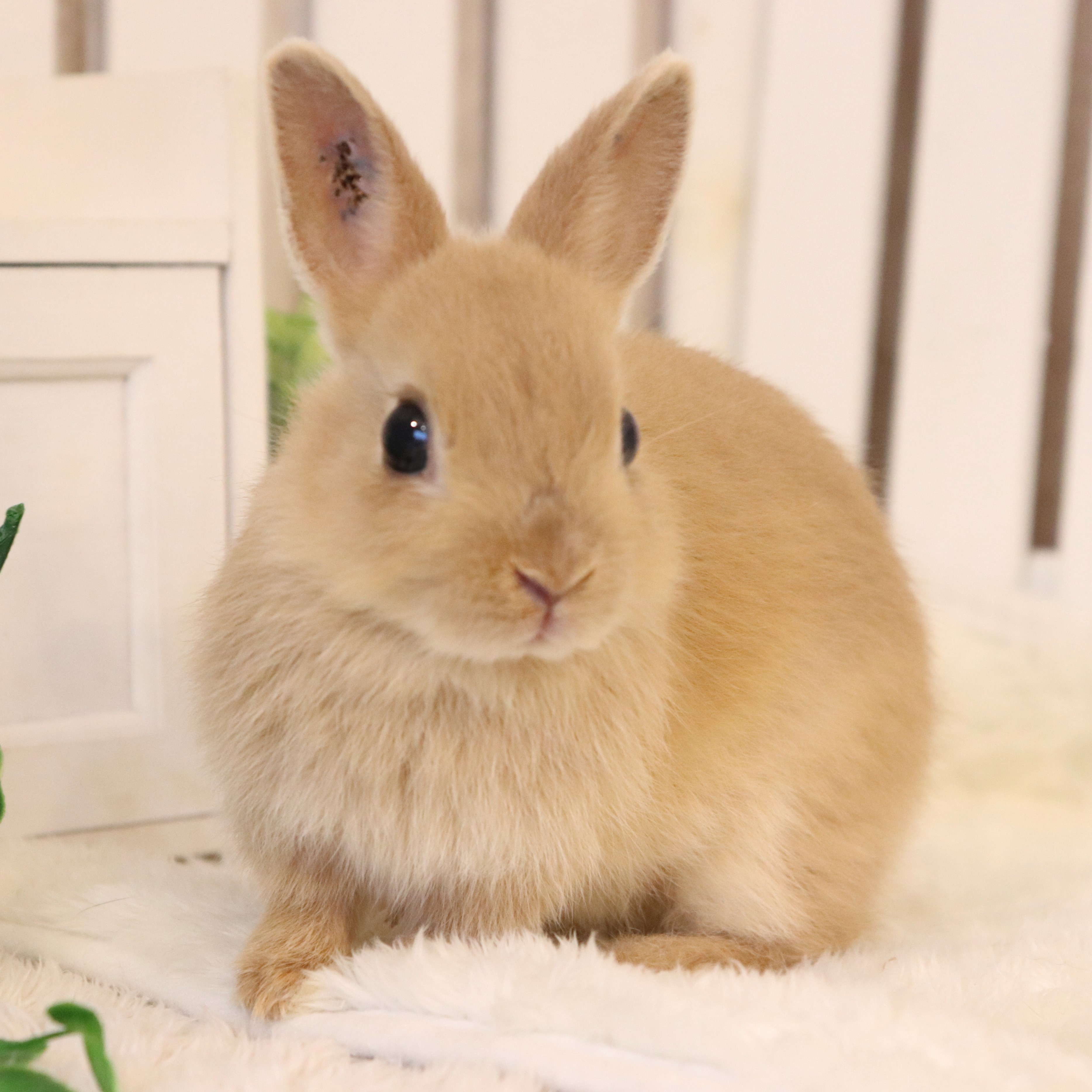 ネザーランドドワーフ リンクス Rm さいたま市北浦和のうさぎ フェレットのお店 フェレット リンク ラビット リンク