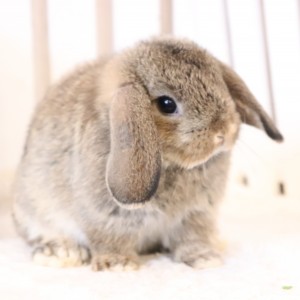 ホーランドロップ　チェスナット（5NZ)