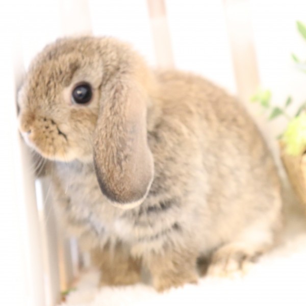 ホーランドロップ　チェスナット（5NZ)