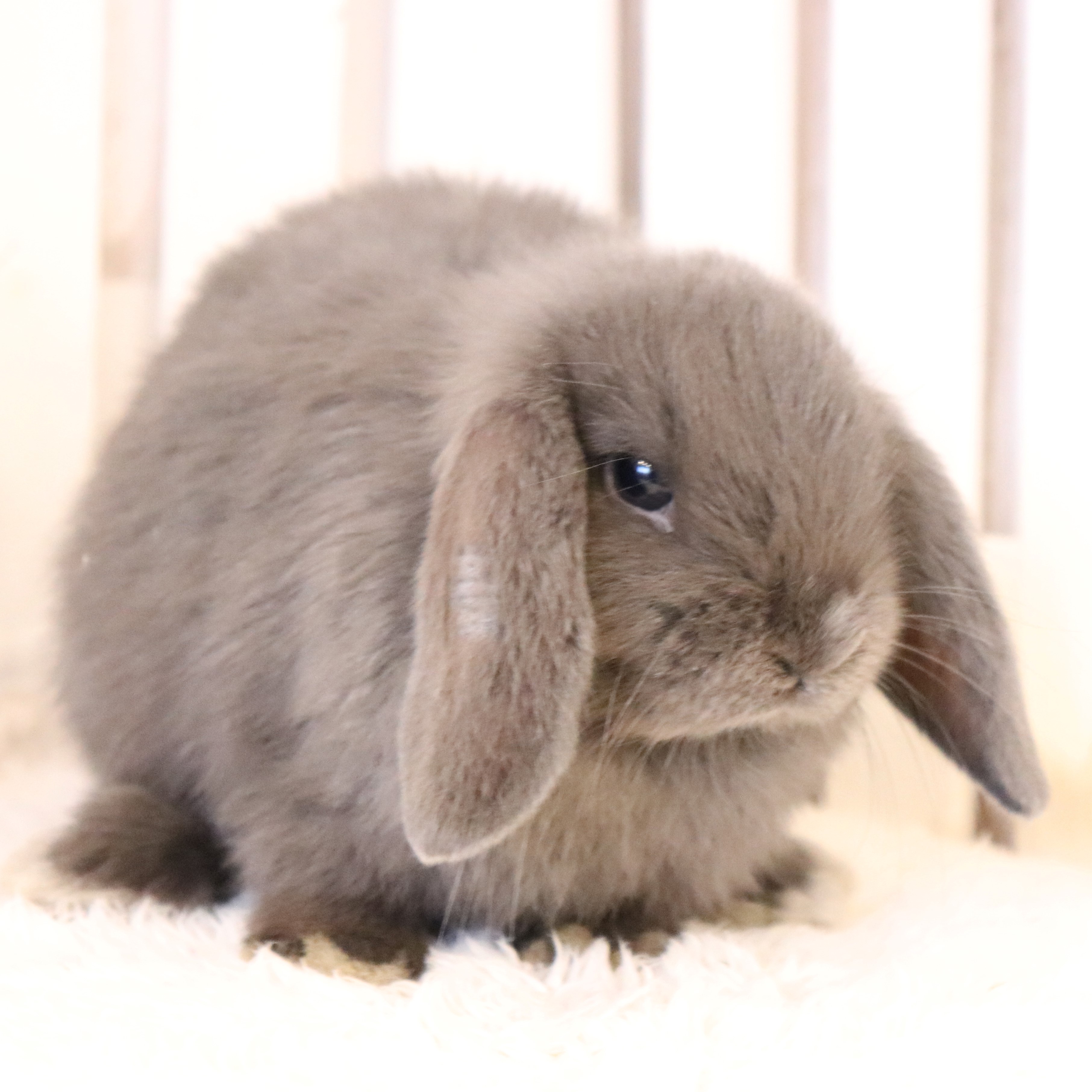 ホーランドロップ ブルー 50r さいたま市北浦和のうさぎ フェレットのお店 フェレット リンク ラビット リンク