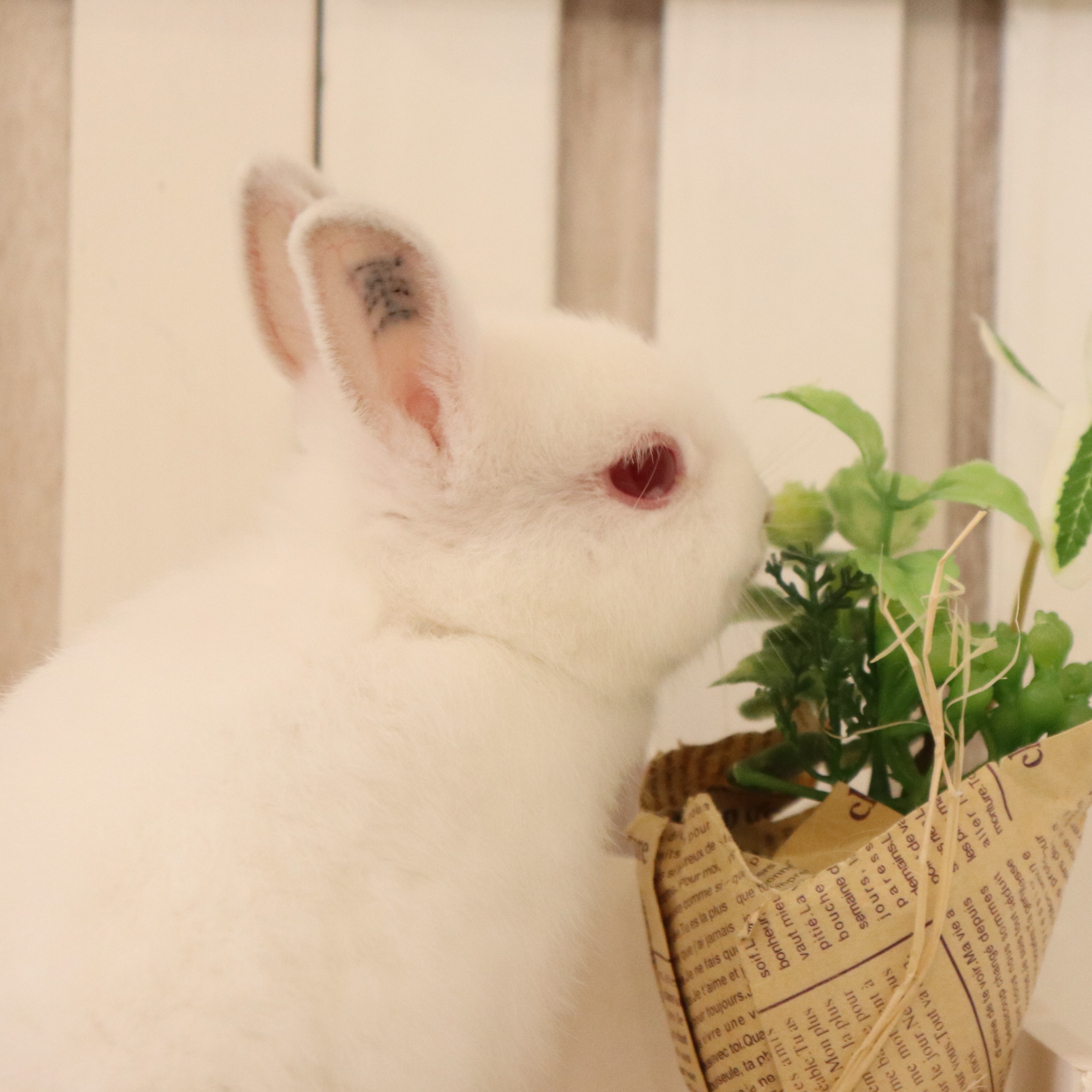 ネザーランドドワーフ ルビーアイドホワイト（WY) - さいたま市北浦和