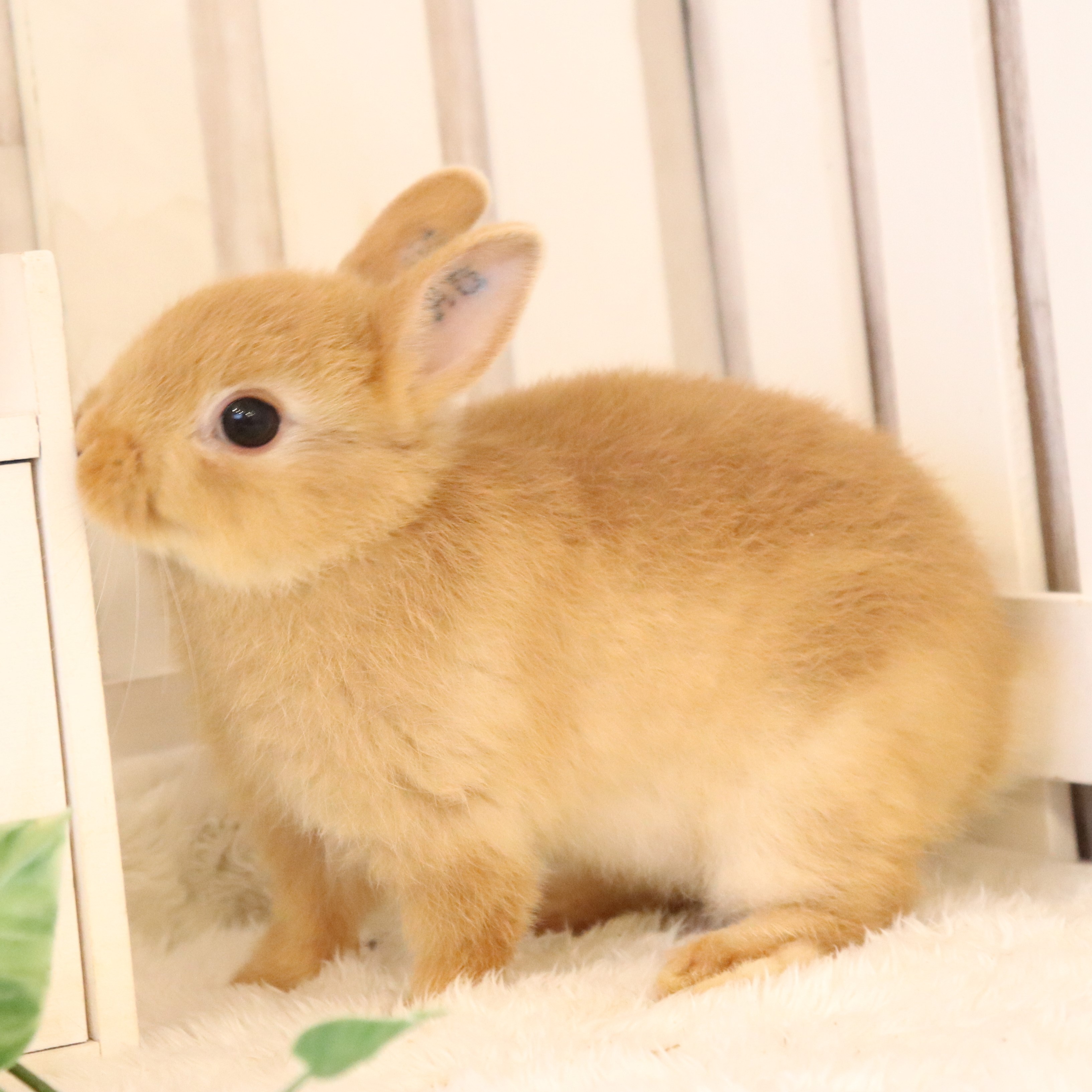 ネザーランドドワーフ オレンジ（XG) - さいたま市北浦和のうさぎ