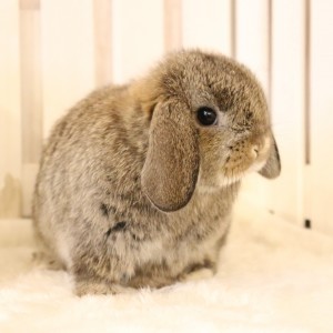 ホーランドロップ　チェスナット（5YP)