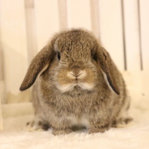 ホーランドロップ　チェスナット（5YP)