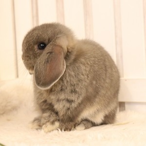 ホーランドロップ　オパール（4RK)