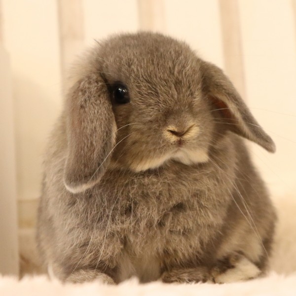 ホーランドロップ　オパール（4RK)