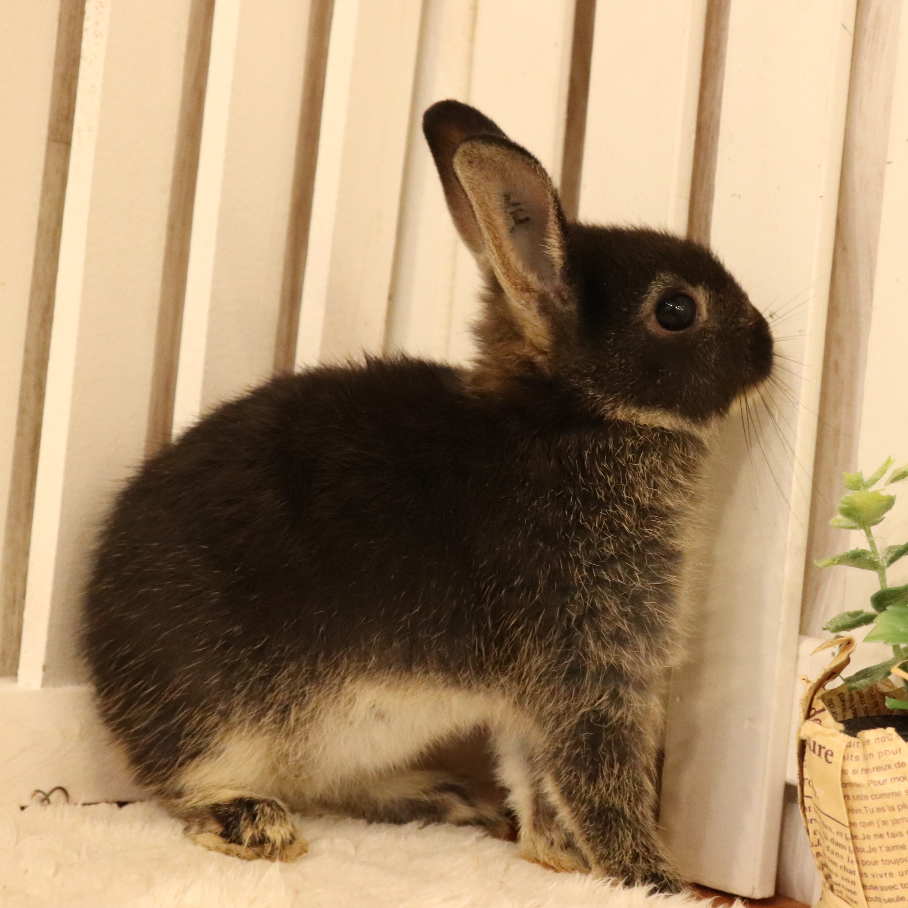 ネザーランドドワーフ ブラックオター（G8） - さいたま市北浦和の