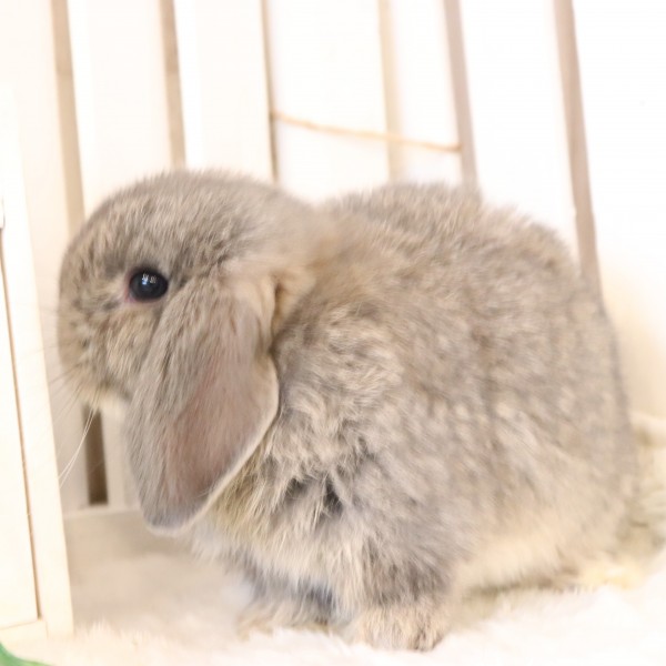 ホーランドロップ　オパール