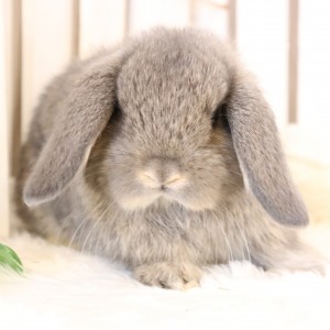 ホーランドロップ　オパール