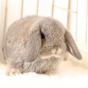 ホーランドロップ　オパール