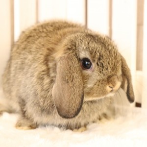 ホーランドロップ　チェスナット（60E)