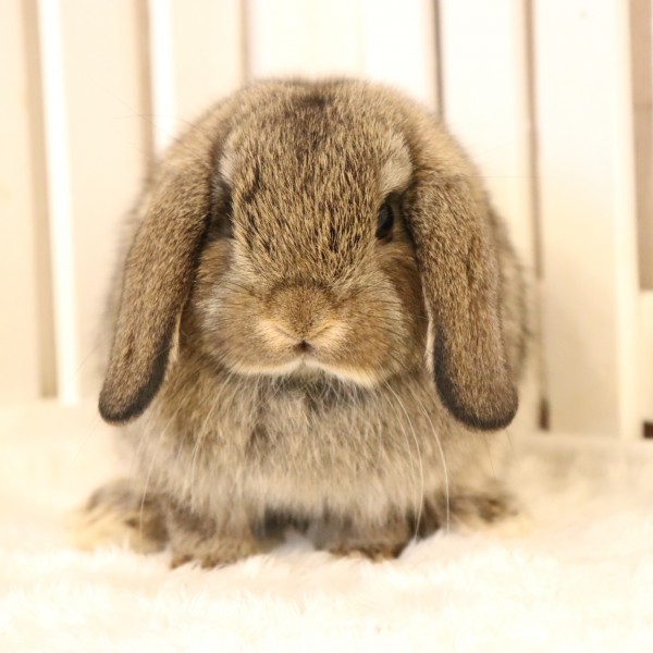 ホーランドロップ　チェスナット（60E)