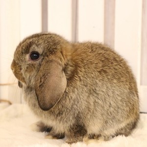 ホーランドロップ　チェスナット（60E)