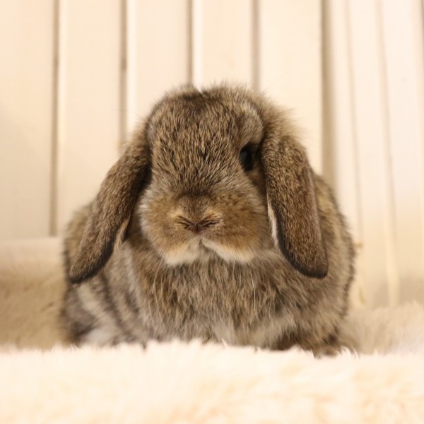 ホーランドロップ　チェスナット（6SF)