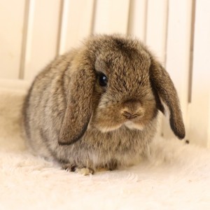 ホーランドロップ　チェスナット（6SF)