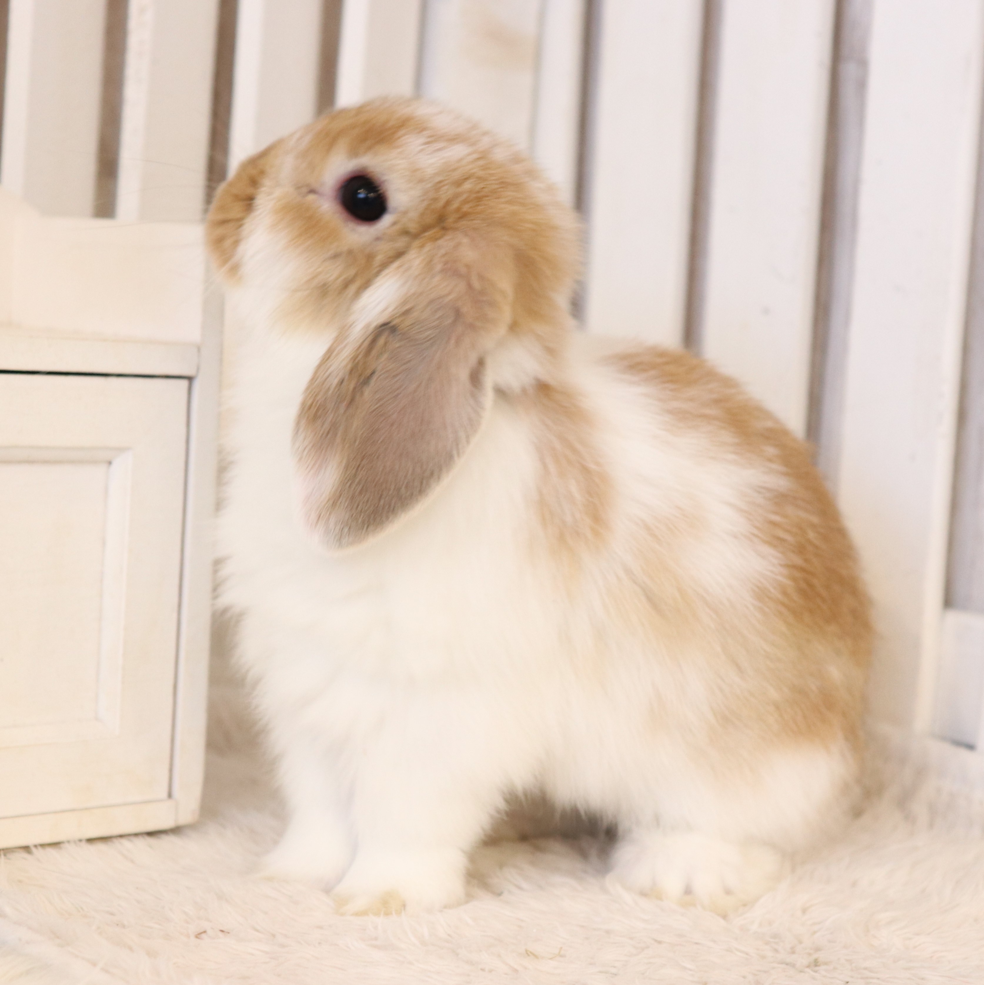 ホーランドロップ ブロークンオレンジ（4YB) - さいたま市北浦和の