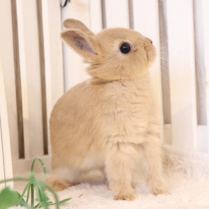 ネザーランドドワーフ　リンクス（FA)