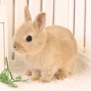 ネザーランドドワーフ　リンクス（FA)