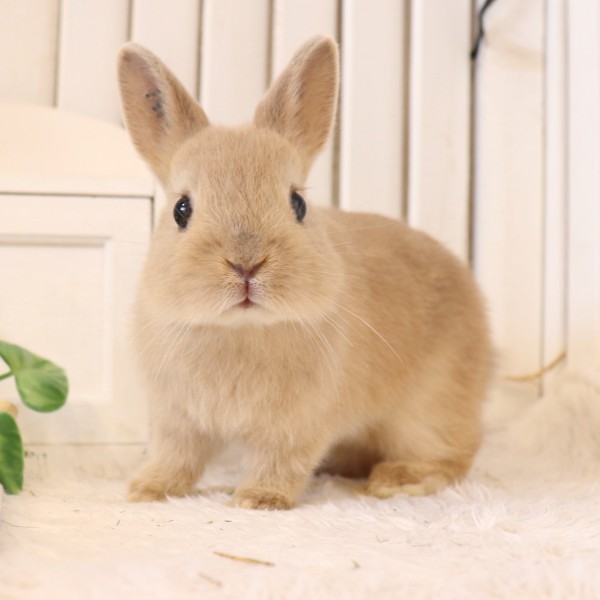 ネザーランドドワーフ　リンクス（FA)