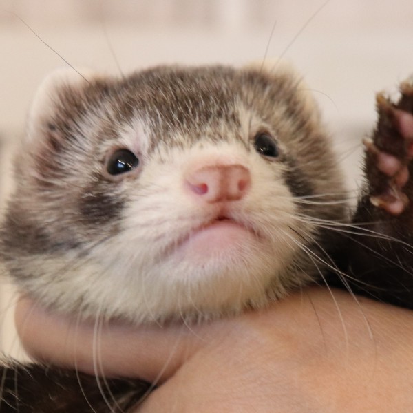 スターリングセーブル（男の子）