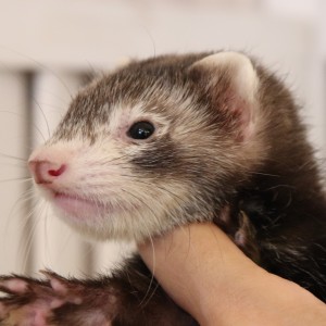 スターリングセーブル（男の子）