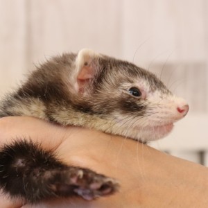 スターリングセーブル（男の子）