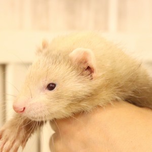 スターリングバターミット（男の子）