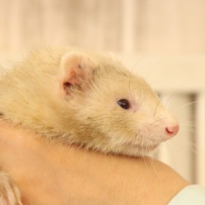 スターリングバターミット（男の子）