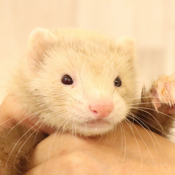 スターリングバターミット（男の子）