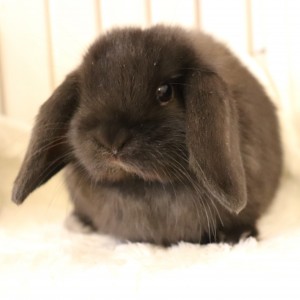 ホーランドロップ　ブラック（7RU)