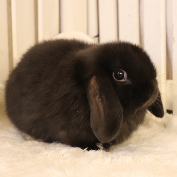 ホーランドロップ　ブラック（7RU)