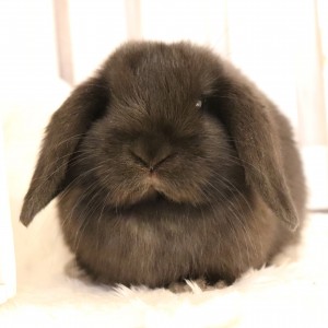 ホーランドロップ　ブラック（7RU)