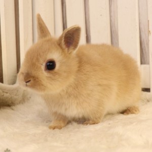 ネザーランドドワーフ　リンクス（38Z）