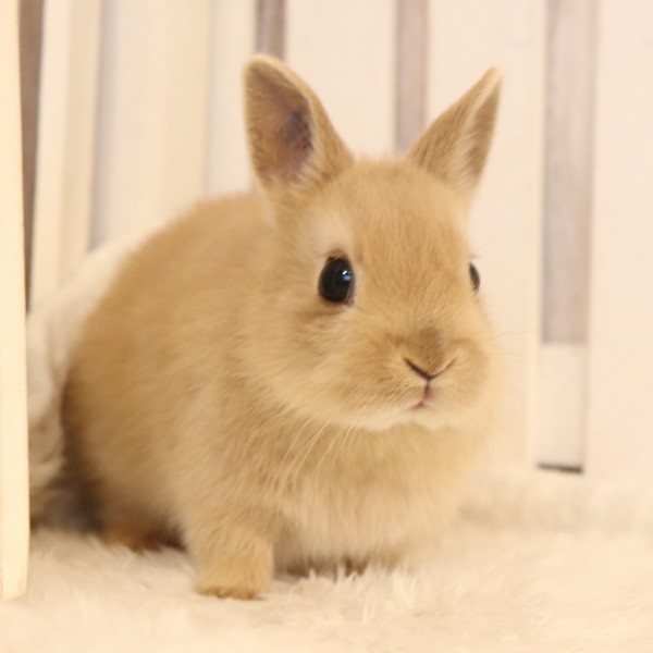 ネザーランドドワーフ　リンクス（38Z）