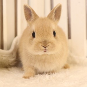 ネザーランドドワーフ　リンクス（38Z）