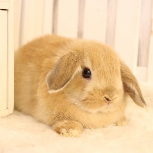 ホーランドロップ　オレンジ(G20)