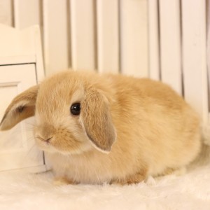 ホーランドロップ　オレンジ(G20)