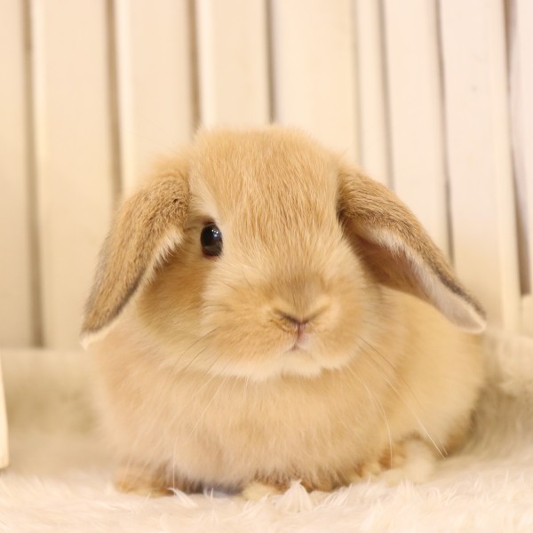 ホーランドロップ　オレンジ(G20)