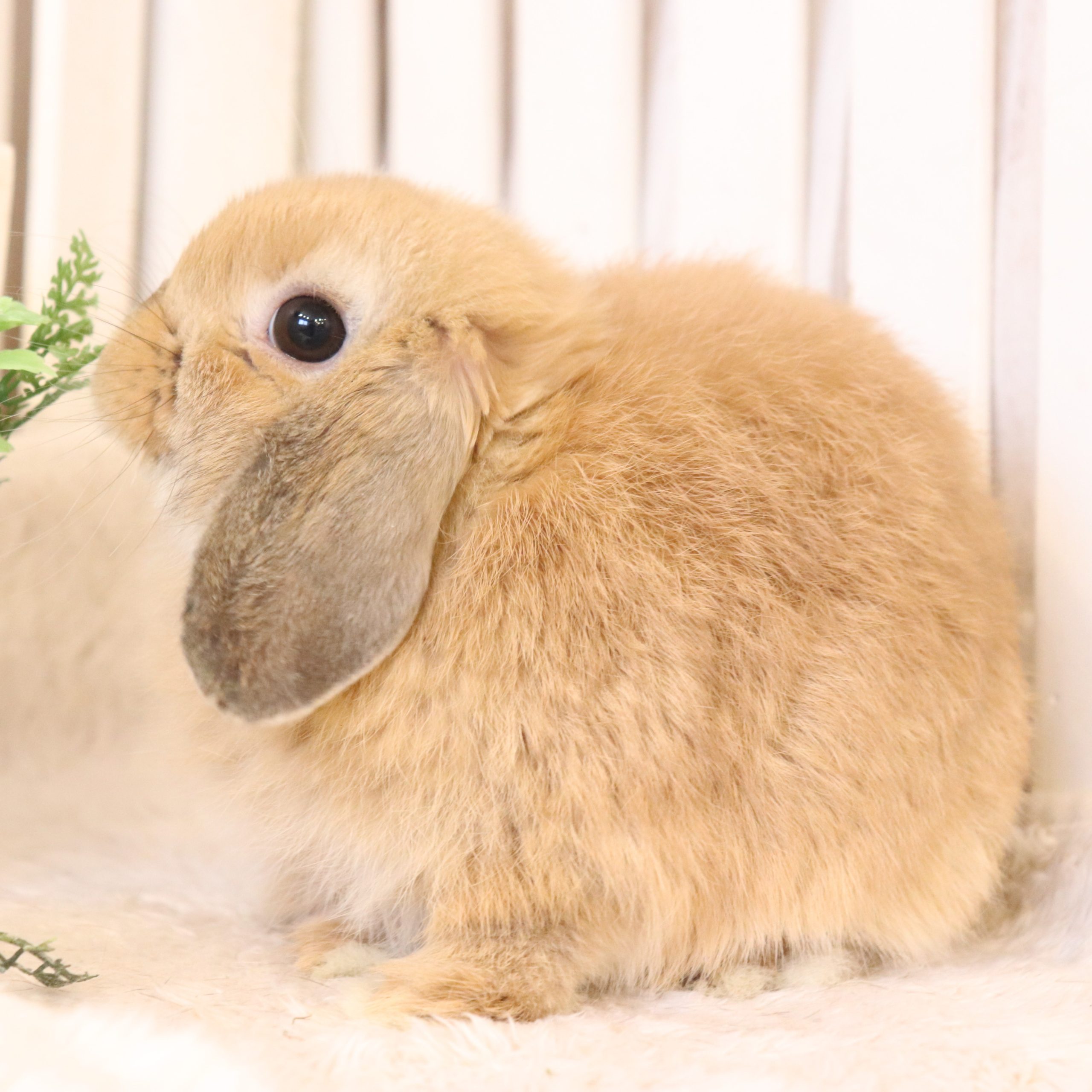 ホーランドロップ オレンジ（G51） - さいたま市北浦和のうさぎ