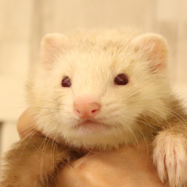 シナモン（男の子）