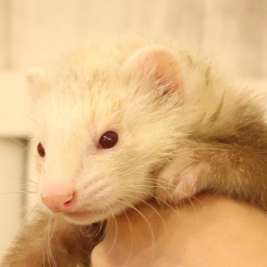 シナモン（男の子）