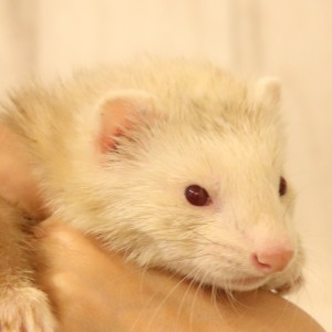 シナモン（男の子）