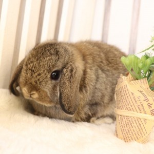 ホーランドロップ チェスナット（J1）