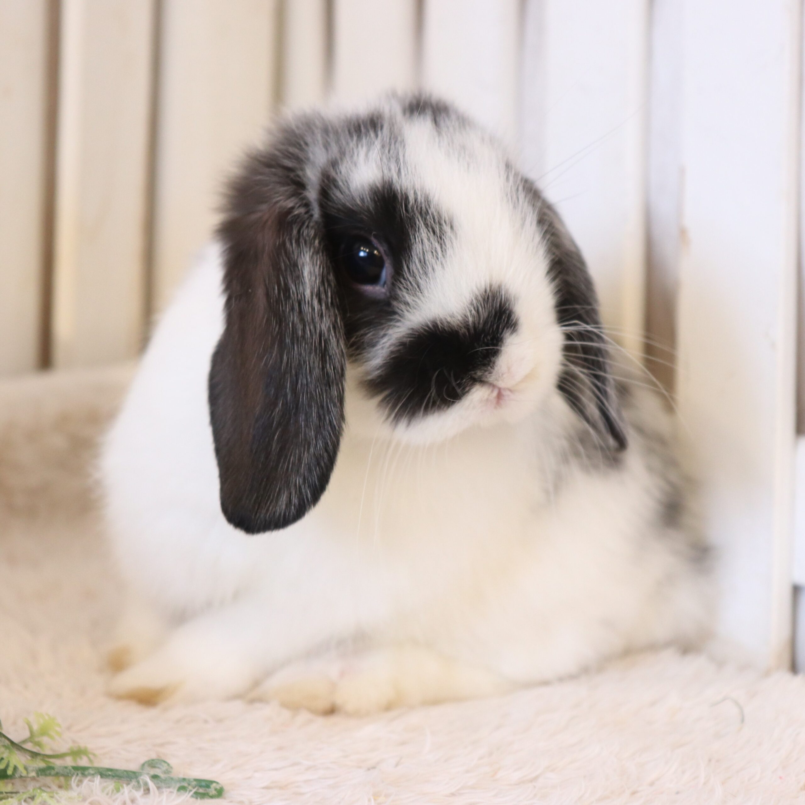 ホーランドロップ ブロークンブラック（L39） - さいたま市北浦和の