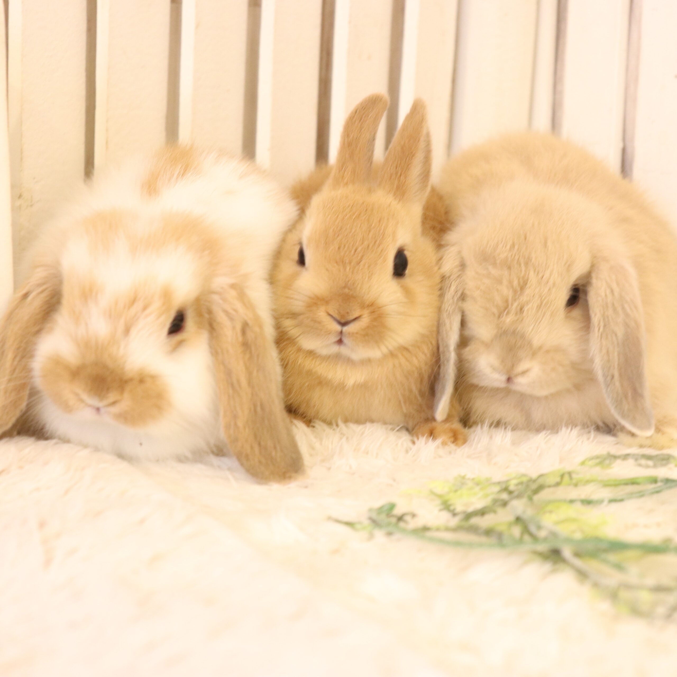 ちびうさ Amazon.co.jp: [サザック] ウサビッチ プーチンCAP SZC-133 : おもちゃ