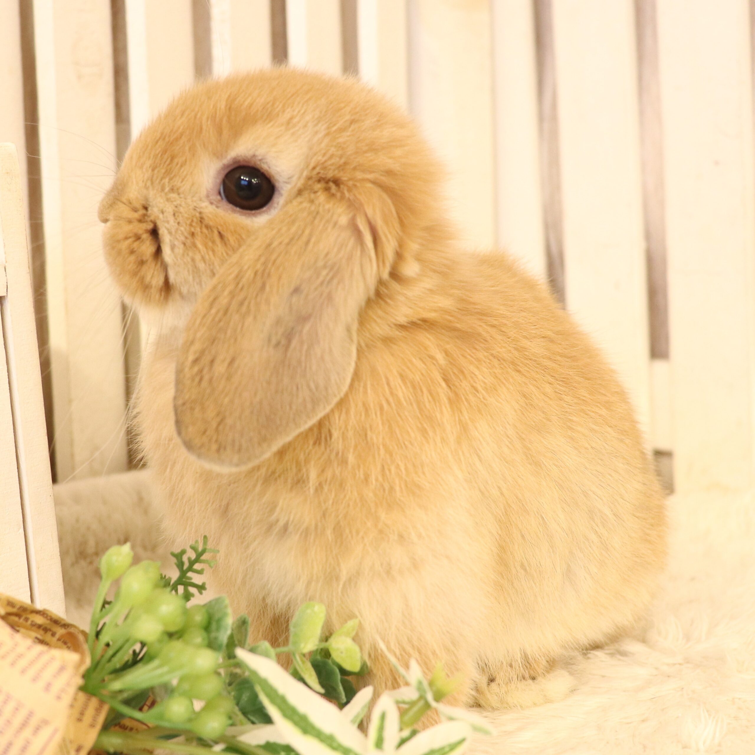 ホーランドロップ オレンジ（K60） - さいたま市北浦和のうさぎ