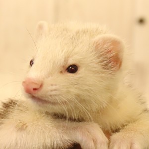 プラチナ・レアカラー（女の子）