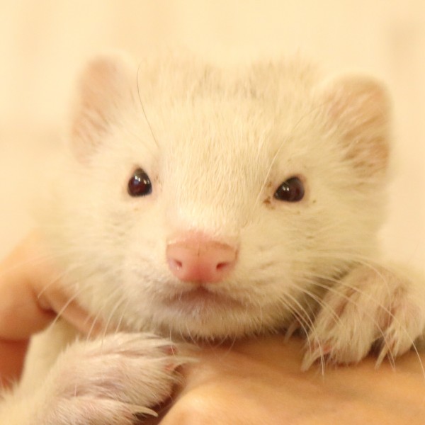 プラチナ・レアカラー（女の子）