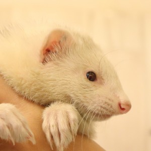 プラチナ・レアカラー（女の子）