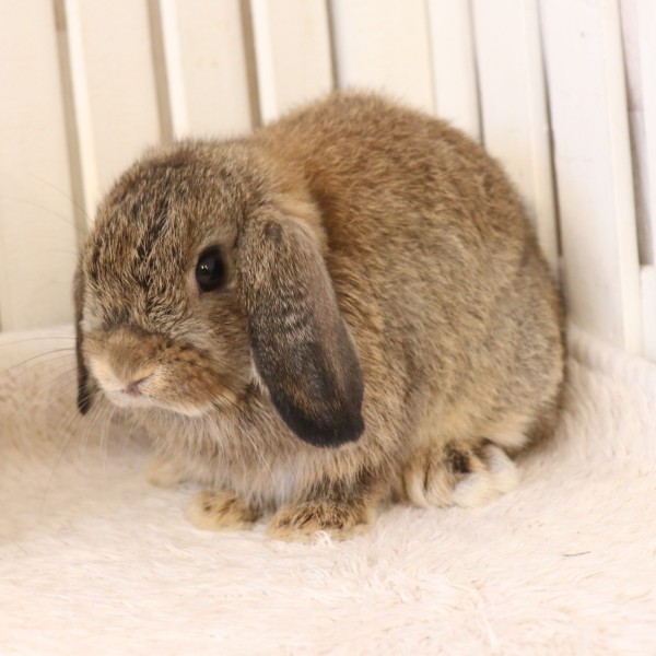 ホーランドロップ　チェスナット（8VA）